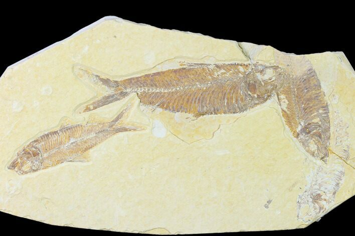 Trio of Fossil Fish (Knightia) - Green River Formation - Wyoming #136861